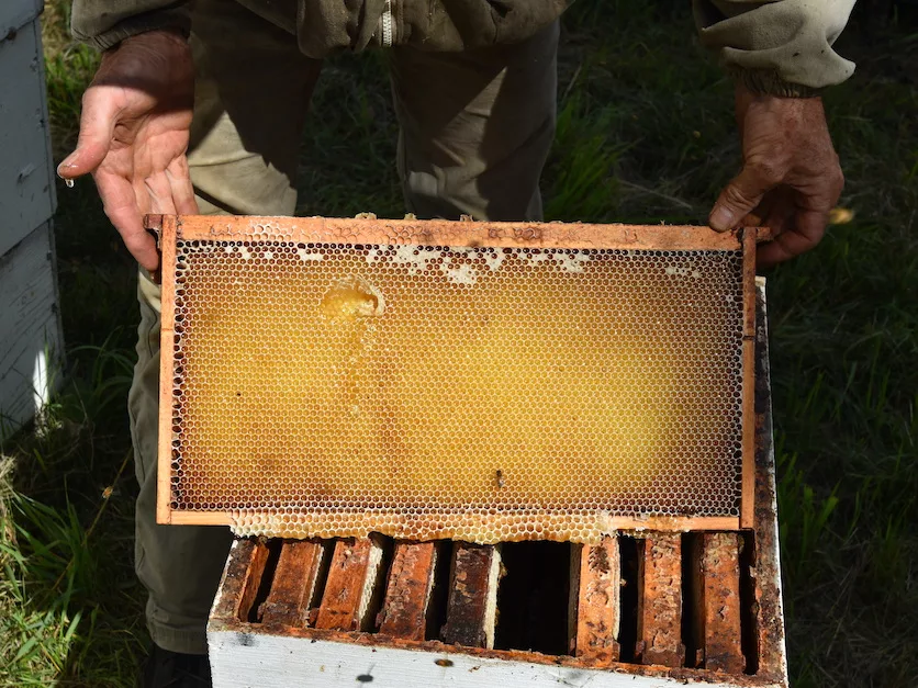 Honey.JPG