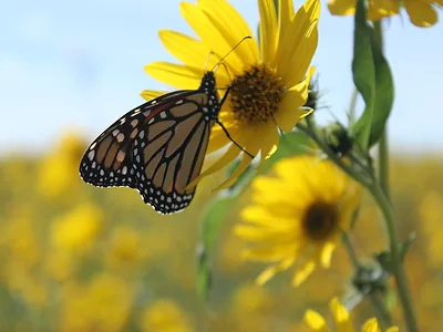 Monarch.jpg