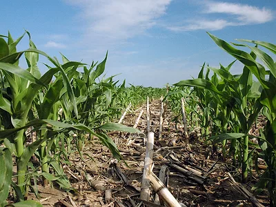 No-till corn.jpg