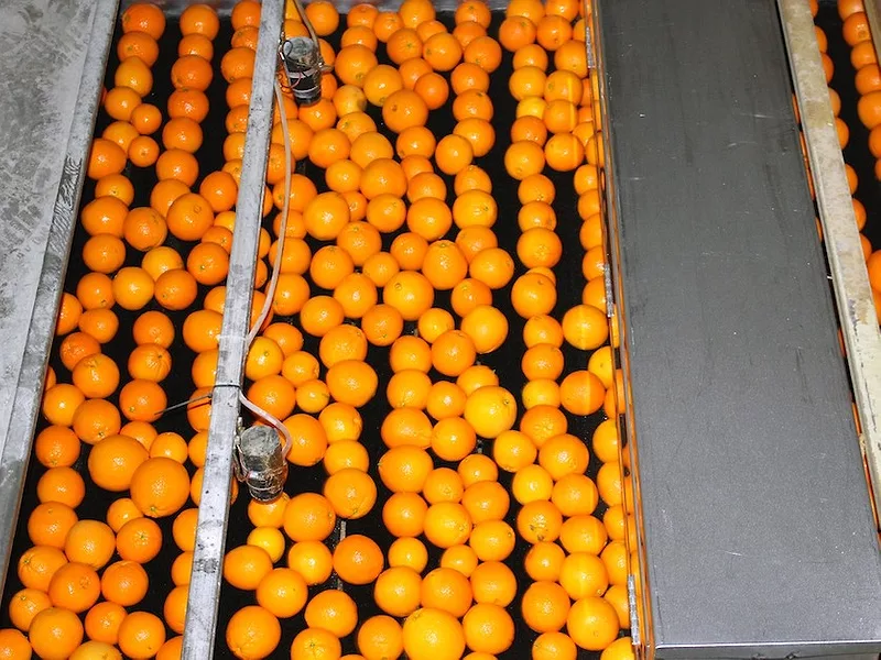 Oranges.jpg