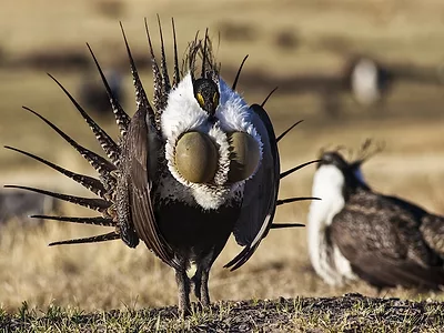 Sage Grouse.jpg