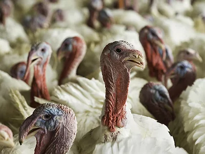 Turkeys.jpg