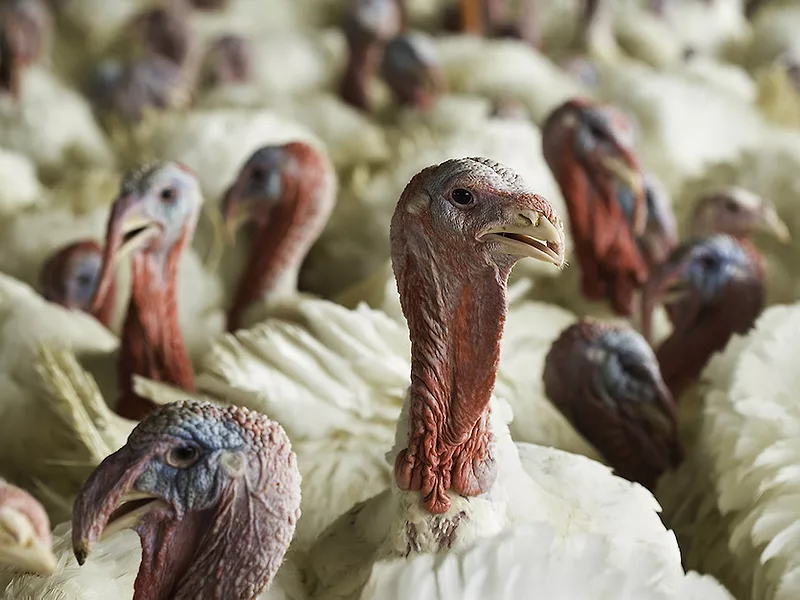 Turkeys.jpg