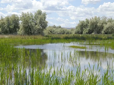 Wetland_with_credit.jpg