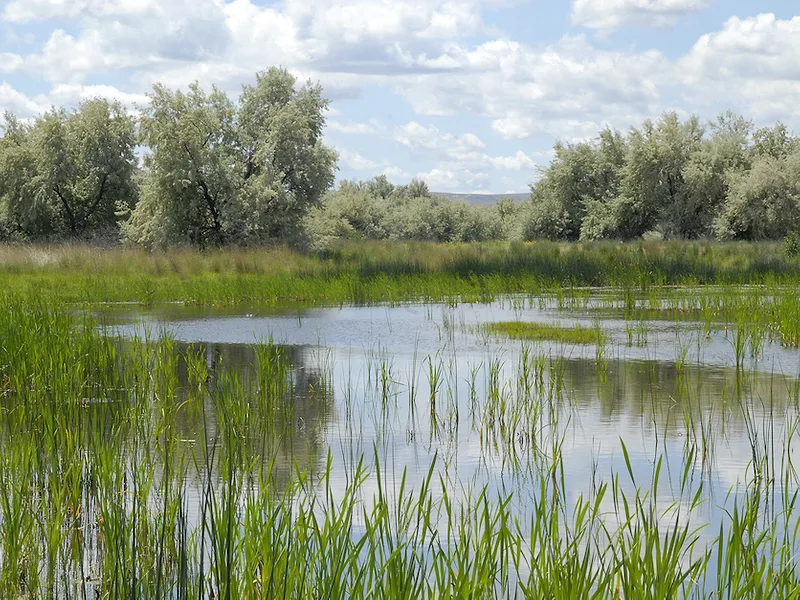 Wetland_with_credit.jpg