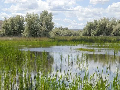 wetlands-pic-USDA-photo.jpg