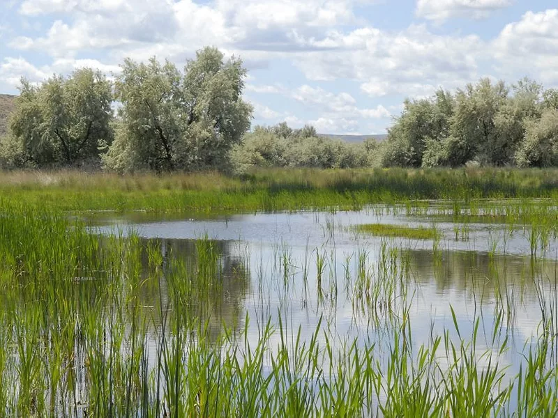 wetlands-pic-USDA-photo.jpg