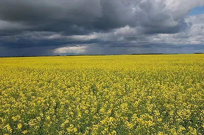 Canola_field.jpg