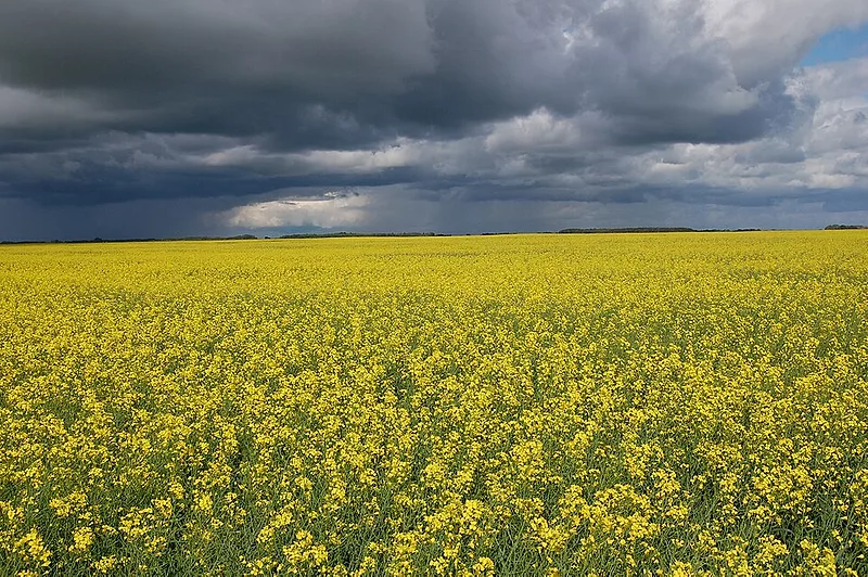 Canola_field.jpg