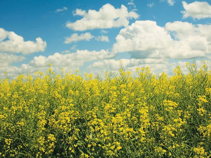 Canola field
