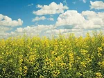 Canola-sky-corteva-photo.jpg