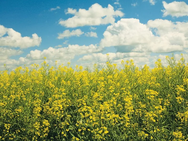 Canola-sky-corteva-photo.jpg