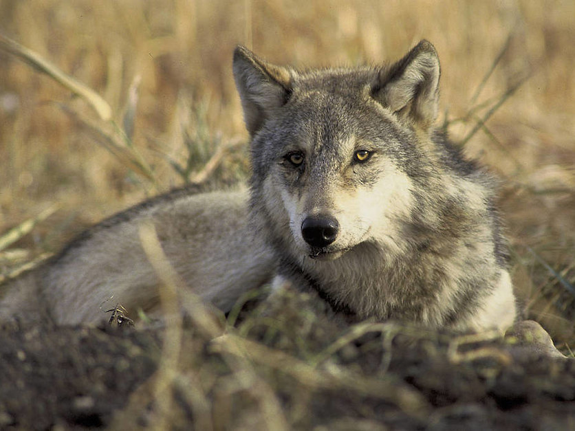 Grey_wolf.jpg