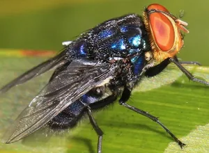 screwworm-uark.jpg