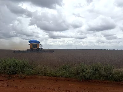 mato_grosso-soybean.jpg