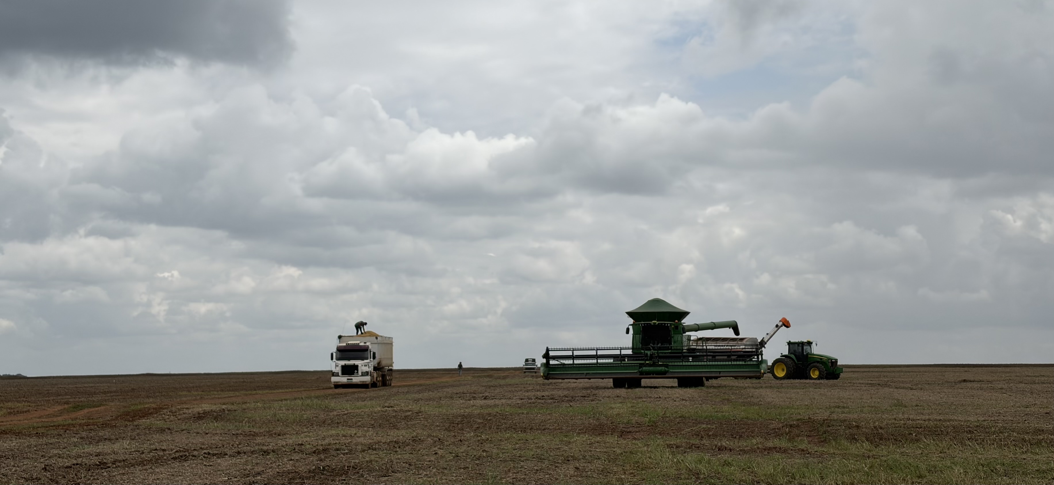 mato_grosso_harvest.jpg