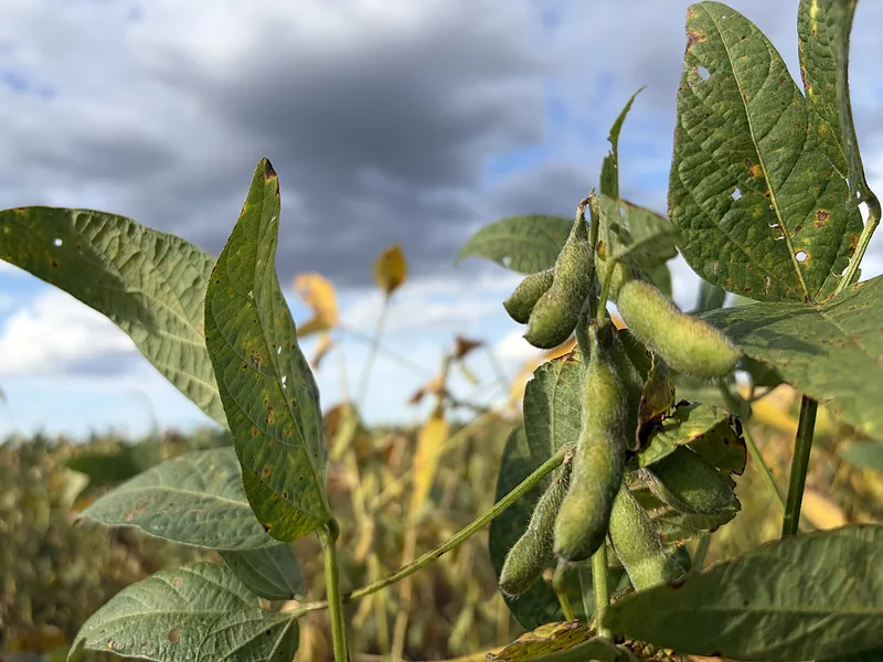 SOYBEANS-BRAZIL-AGRI-PULSE-PHOTO-FEB-2026.jpg