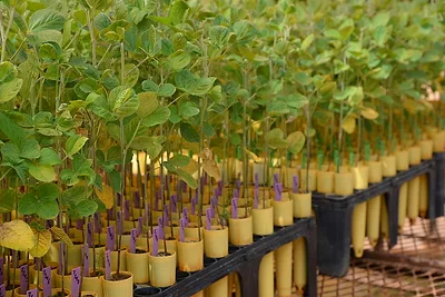 SOYBEAN-PLANT-RESEARCH-UNITED-SOYBEAN-BOARD-PHOTO.jpg