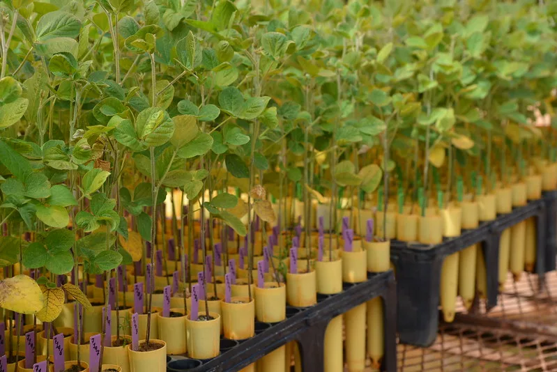 SOYBEAN-PLANT-RESEARCH-UNITED-SOYBEAN-BOARD-PHOTO.jpg