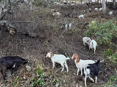targeted-grazing-pic-agripulse-photo-BR.jpg