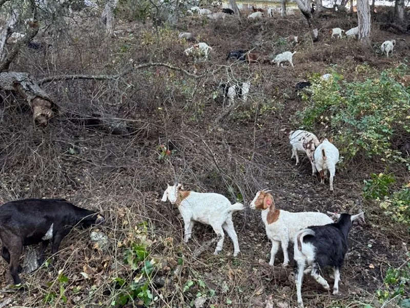 targeted-grazing-pic-agripulse-photo-BR.jpg