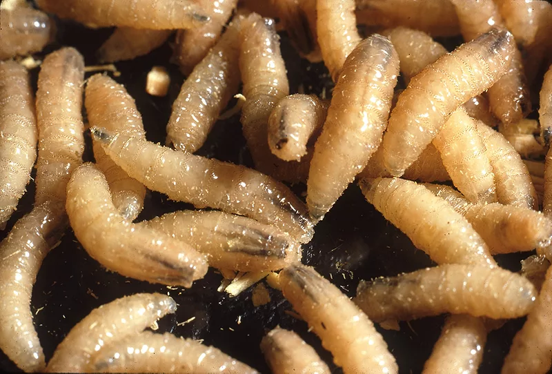 screwworm-USDA-photo-2018.png