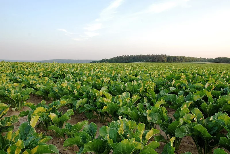 SUGAR_BEET_FIELD_BELGIUM_MAR-2026.jpg