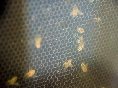 BARC-bees-USDA-photo.jpg