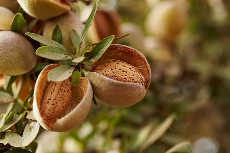 Almonds-Almond board of california