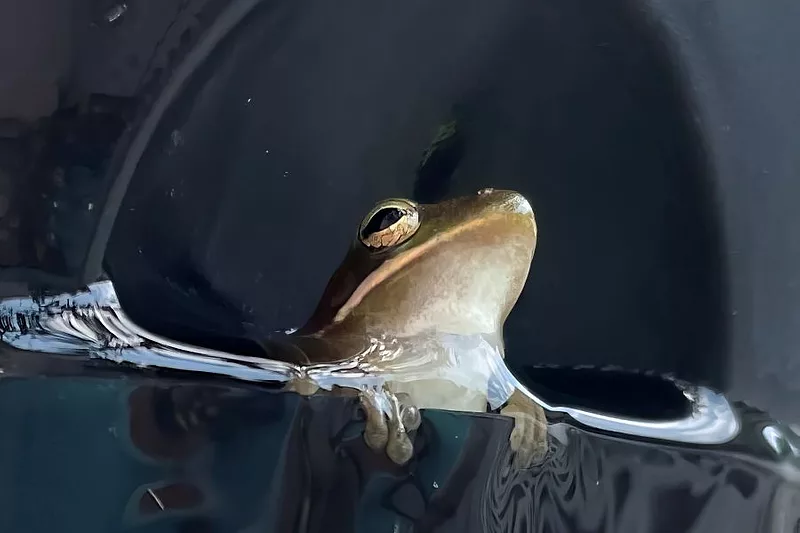 Frog-Associated Press photo.jpg