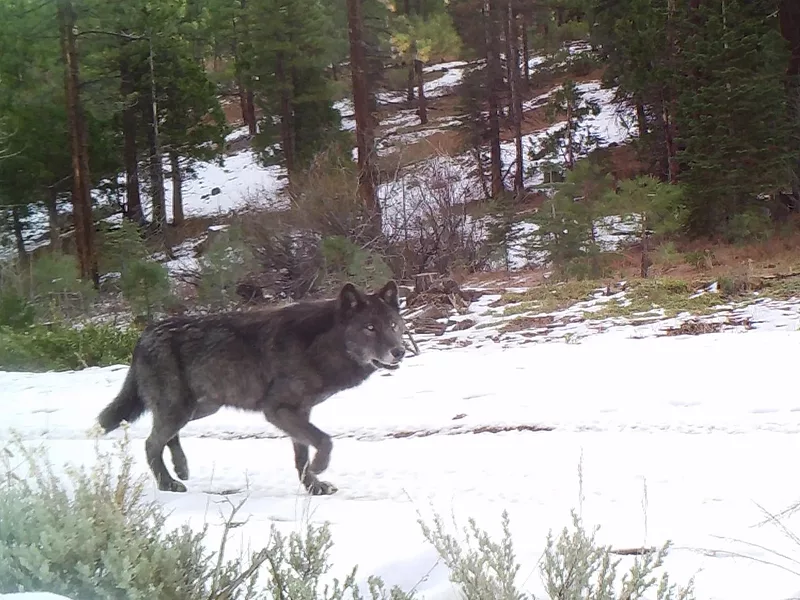 UCANR-wolves-052226.jpg