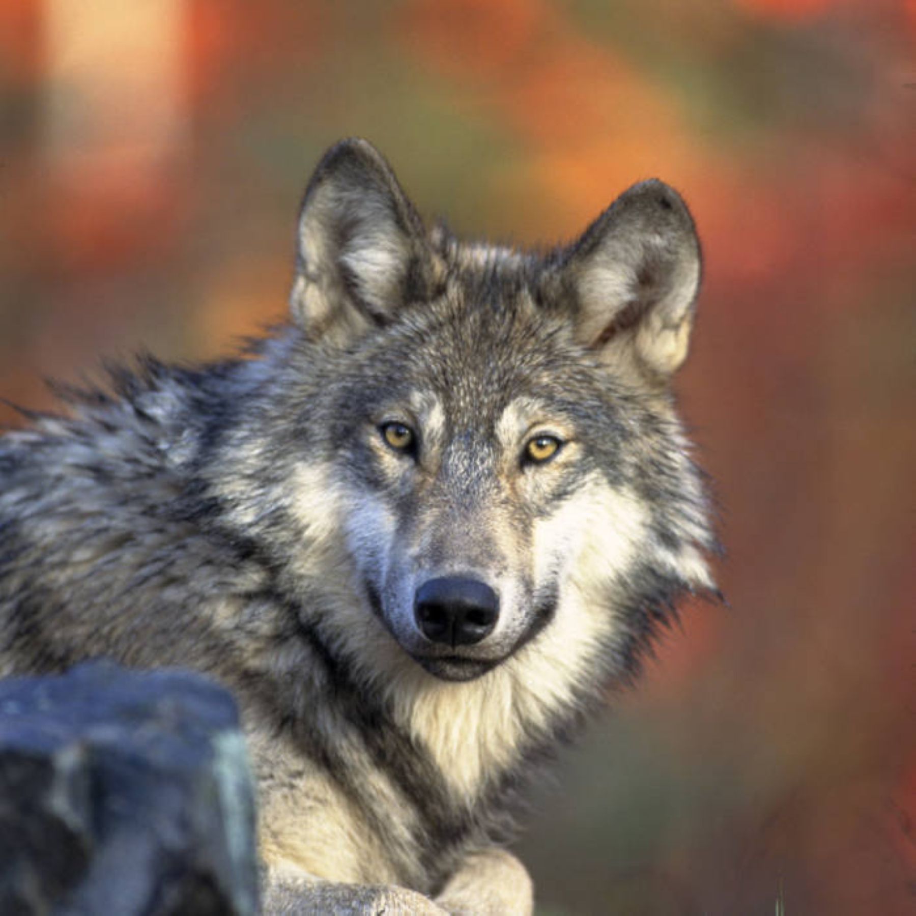 USFWS-wolves-052226.jpg