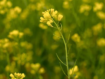 canola-BASF-photo.jpg