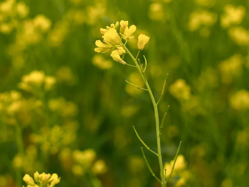 canola-BASF-photo.jpg