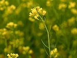 canola-BASF-photo.jpg