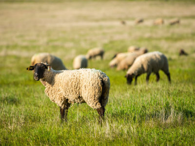 sheep-grazing-USDA-836x627-optimized.jpg