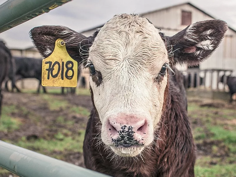 Calf_836_by_627