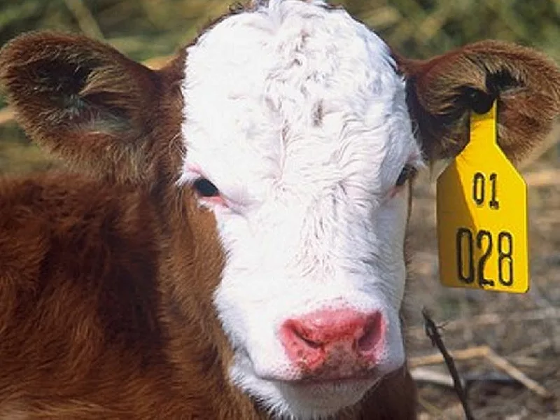 Cow_Calving