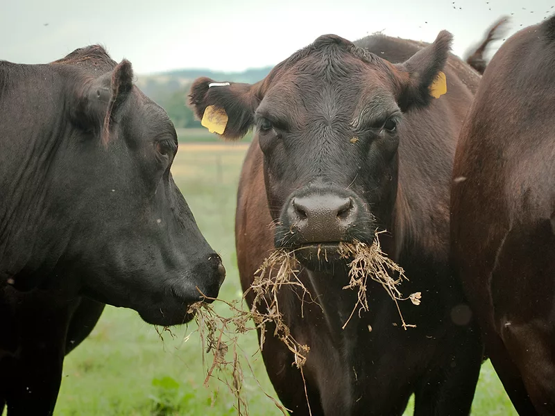 Cow