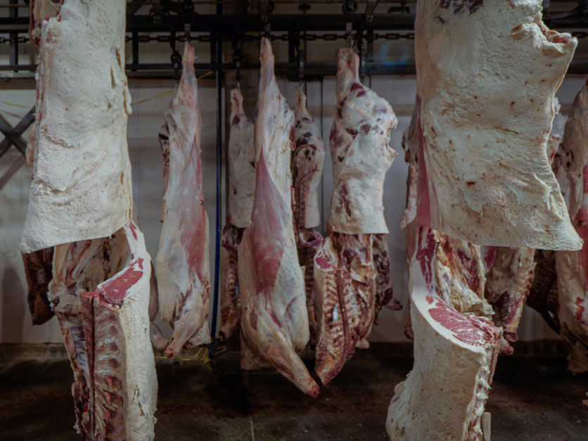 beef_packing_plant_carcass_room.jpg