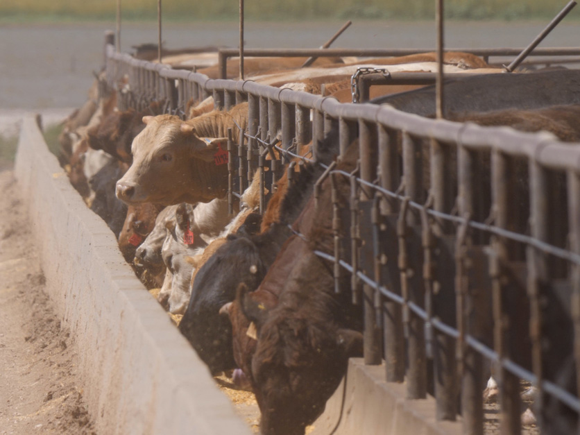 cattle-feedbunk-USDA.jpg