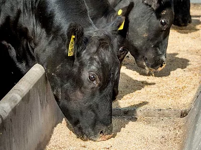 Cattle