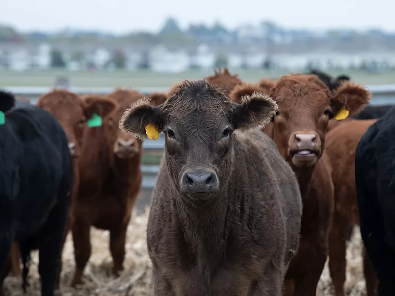 Beef cattle