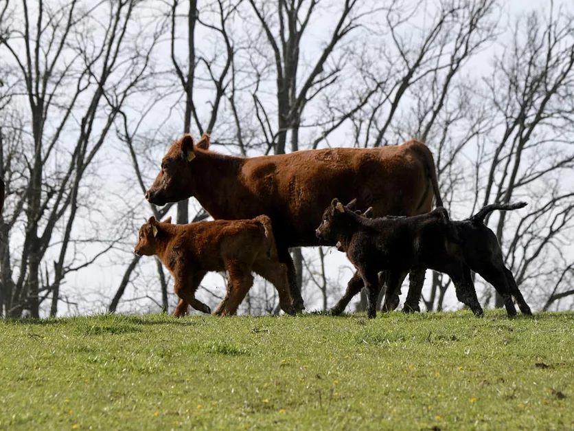 Cattle on grass 2