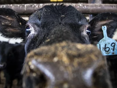 Cattle