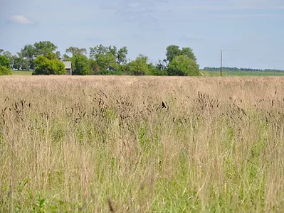 CRP-grazing (conservation reserve program)