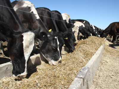 dairycow_cattle_eating_feedlot