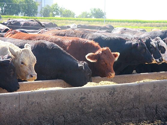 Push on to enhance feed labeling claims - Vimarsana News
