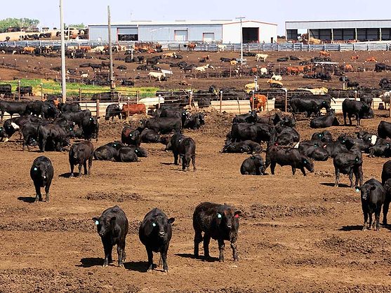 Land values stay high in area covered by KC Fed | Agri-Pulse Communications, Inc. - Vimarsana News