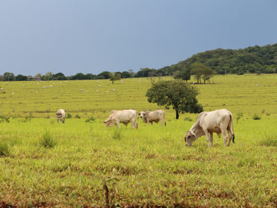 Brahma Cattle